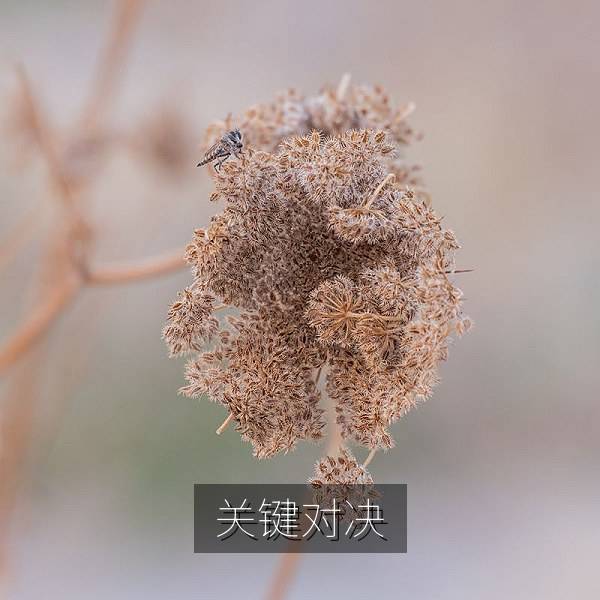 关键对决战术对比图片